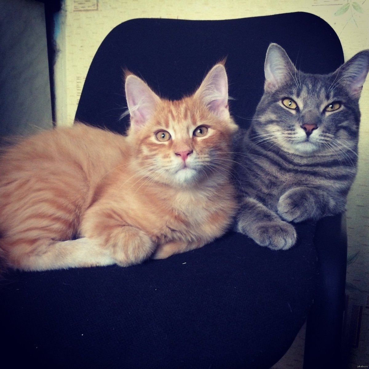 Рыжий кот помесь Мейн куна