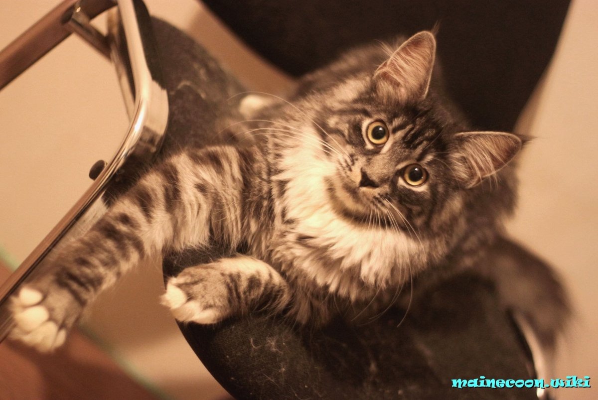 Метисы кошки Мейн-куна