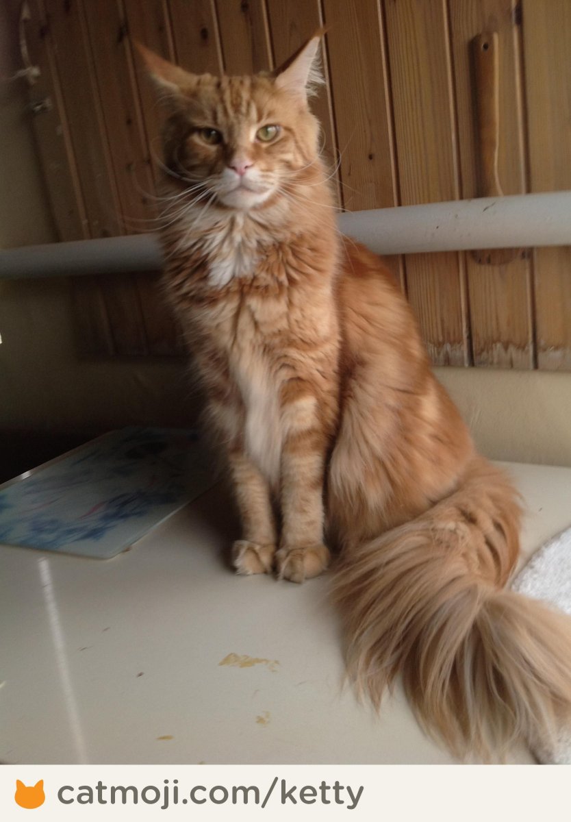 Котенок метис черного Мейн куна 1 месяц