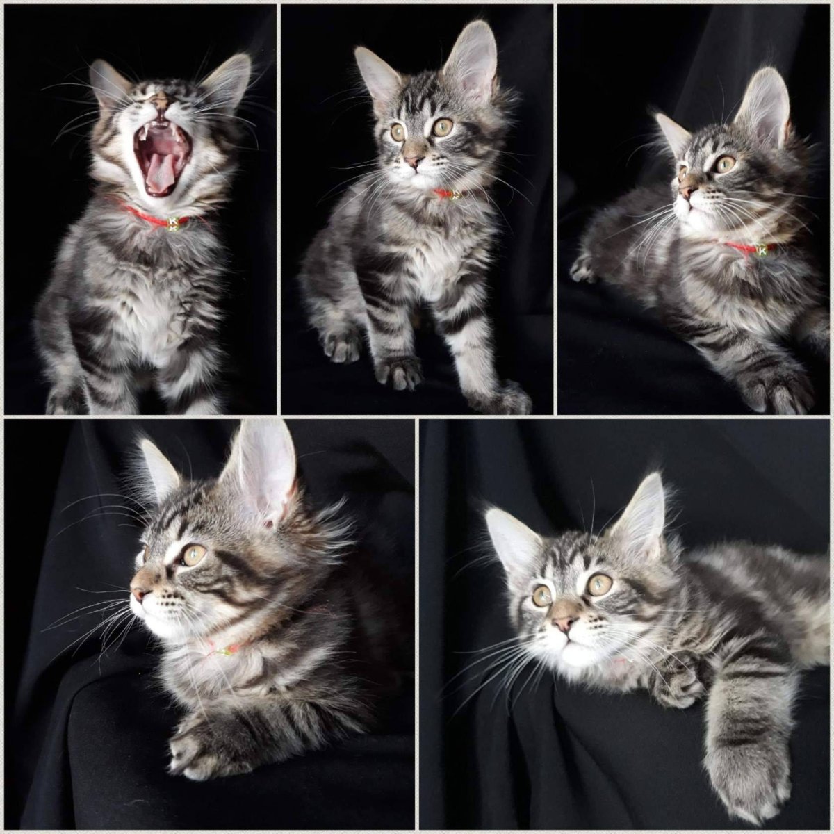 Кошка Мейн кун Валькирия