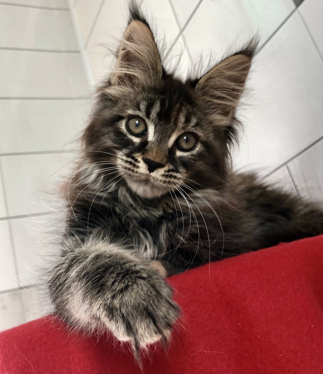 Котята метисы Мейн куна