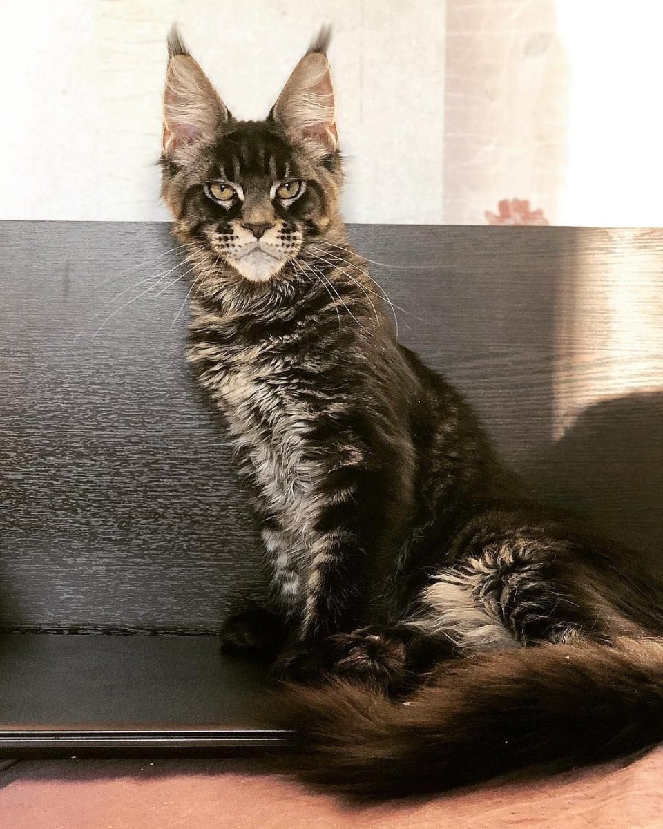 Рыжий кот Мейн кун