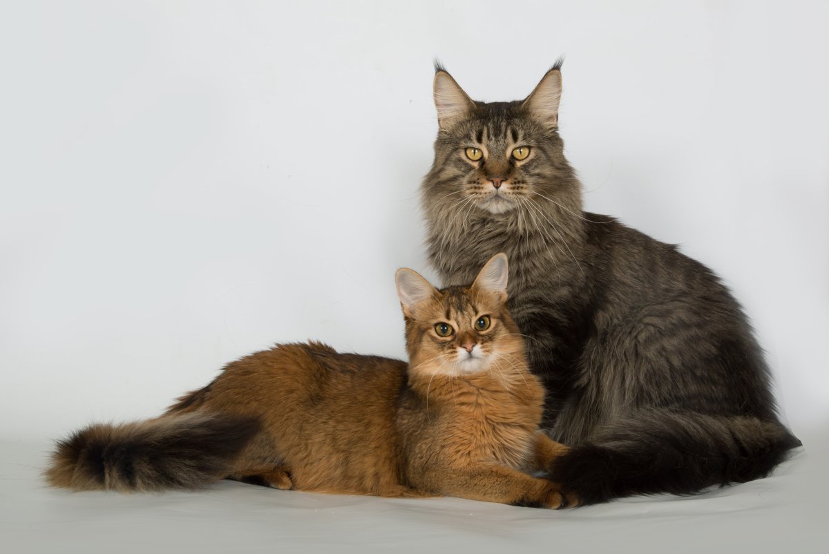 Шотландский Мейн кун