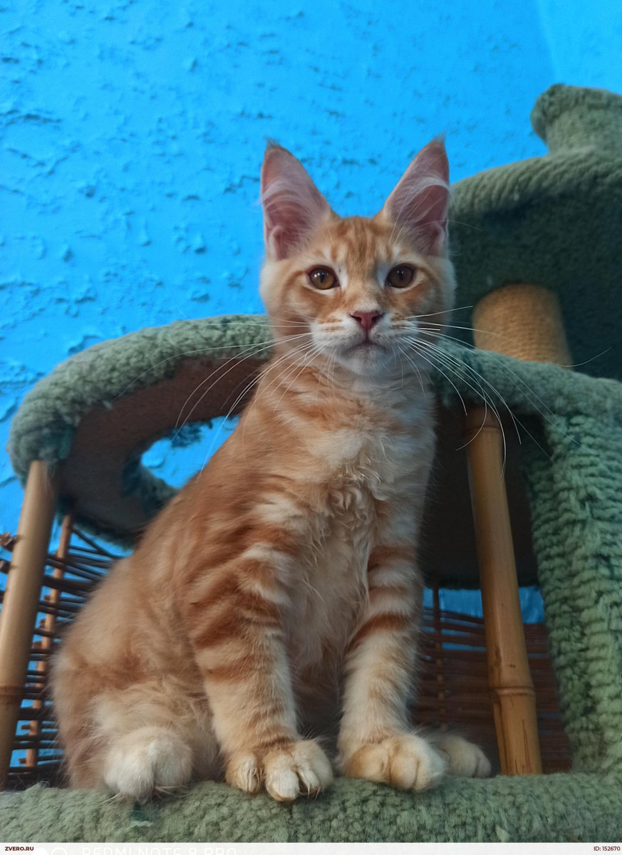 Метис Мейн куна