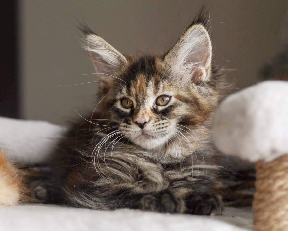 Мраморный Мейн кун метис