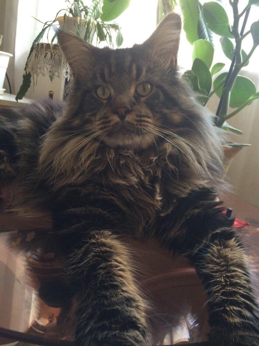 Кот метис британца и Мейн куна