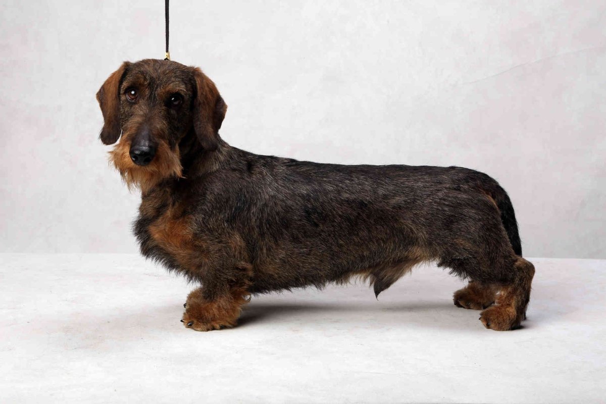 Жесткошерстная такса рисунок