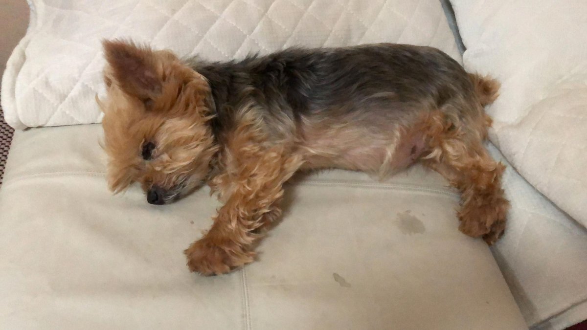 Помесь Йорка