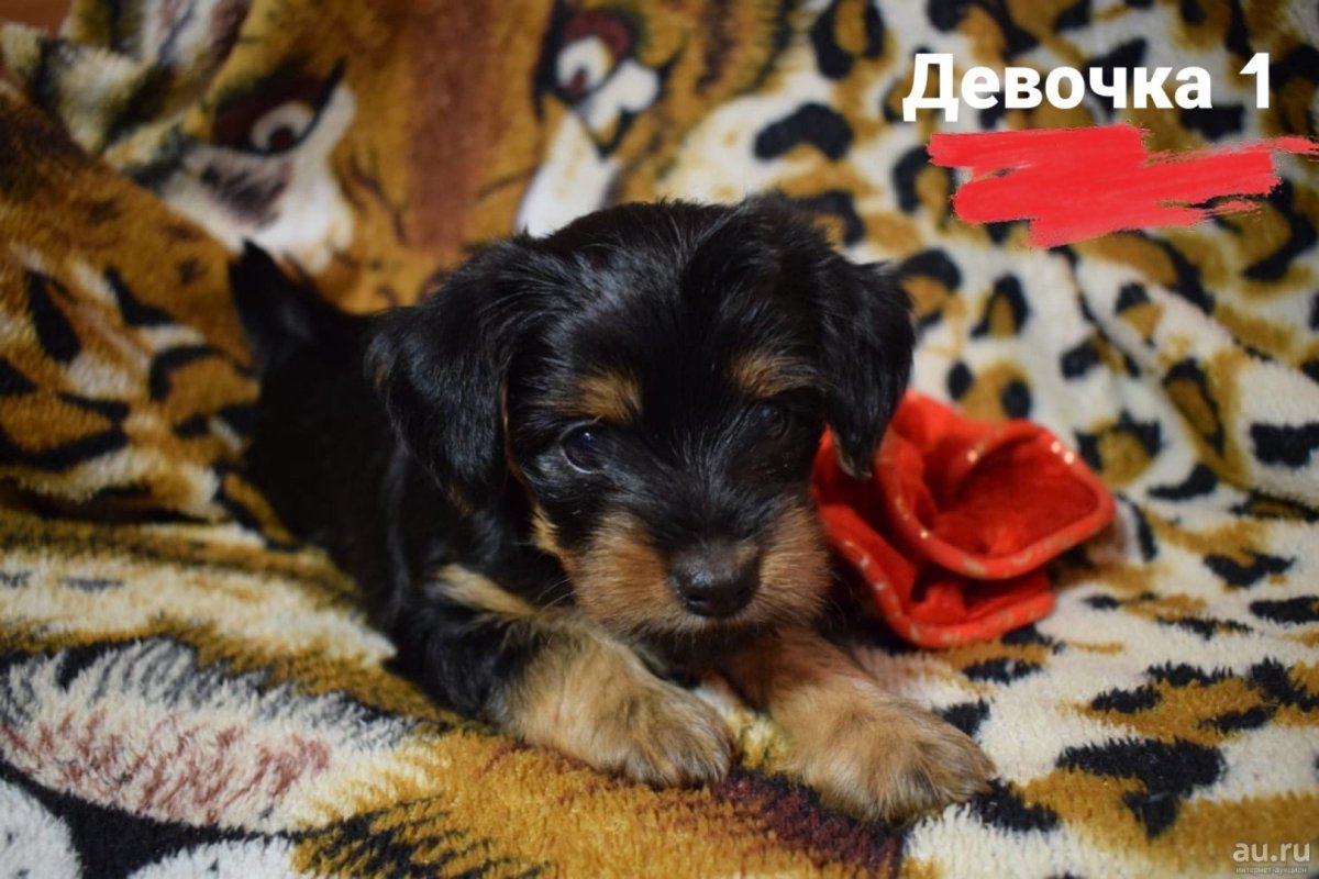 Метис таксы и Йорка