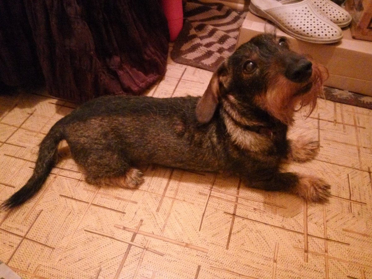 Такса окраса Далматин