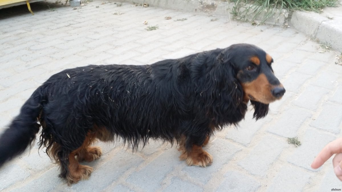 Метис таксы и йоркширского терьера