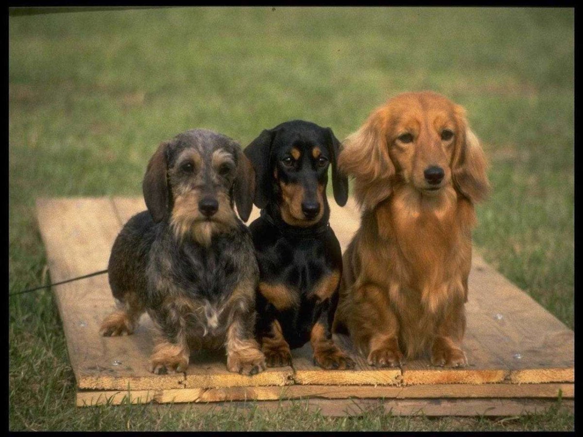 Кроличья длинношерстная такса бежевая