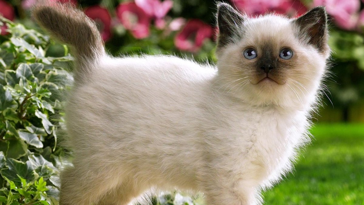 Сиамский кот в цветах