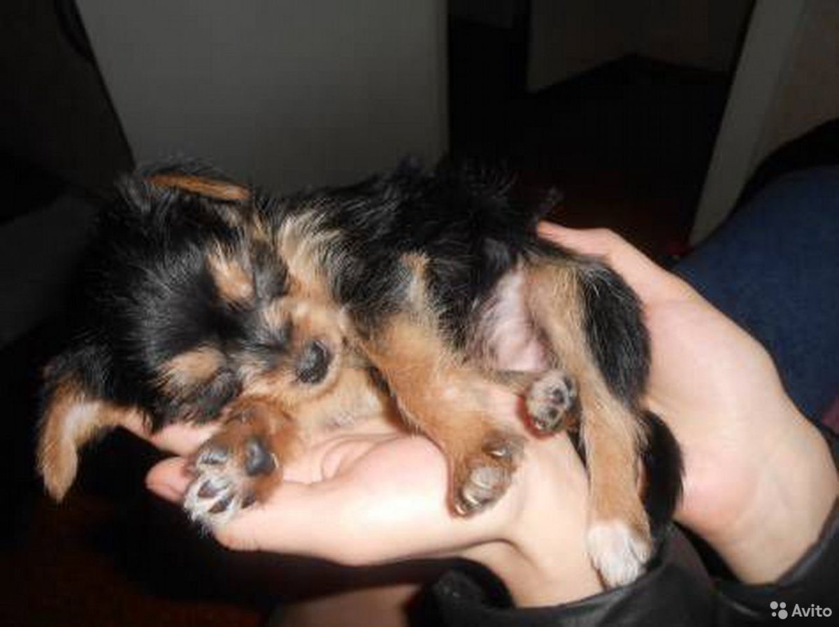 Бершидский терьер