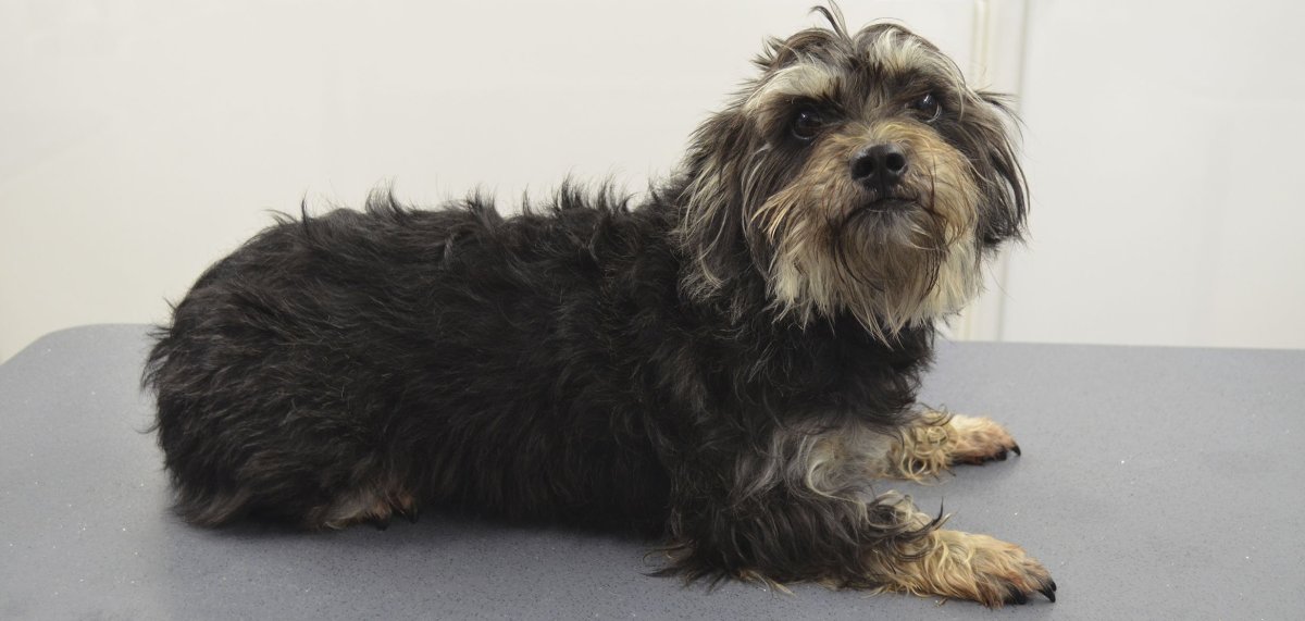 Такса кроличья жесткошерстная