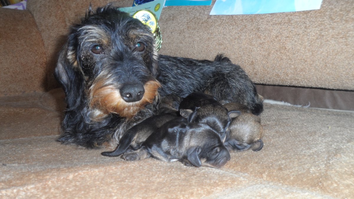 Щенок метис Йорка 2 месяца