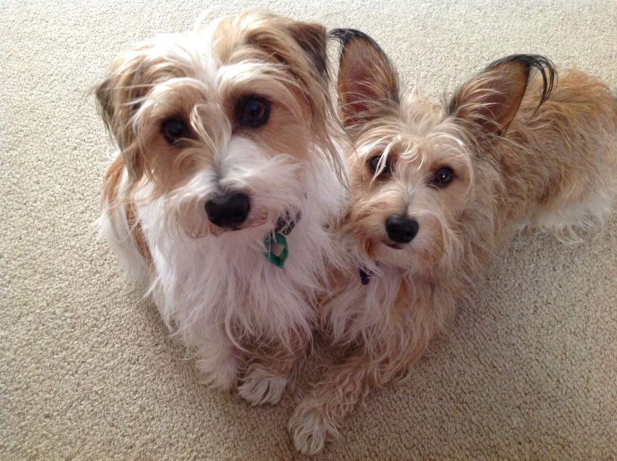 Йоркширский терьер мини щенок