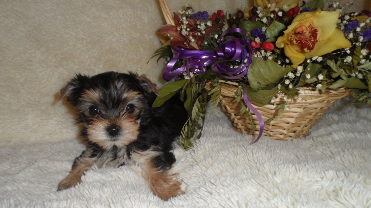 Обои Йоркширский терьер