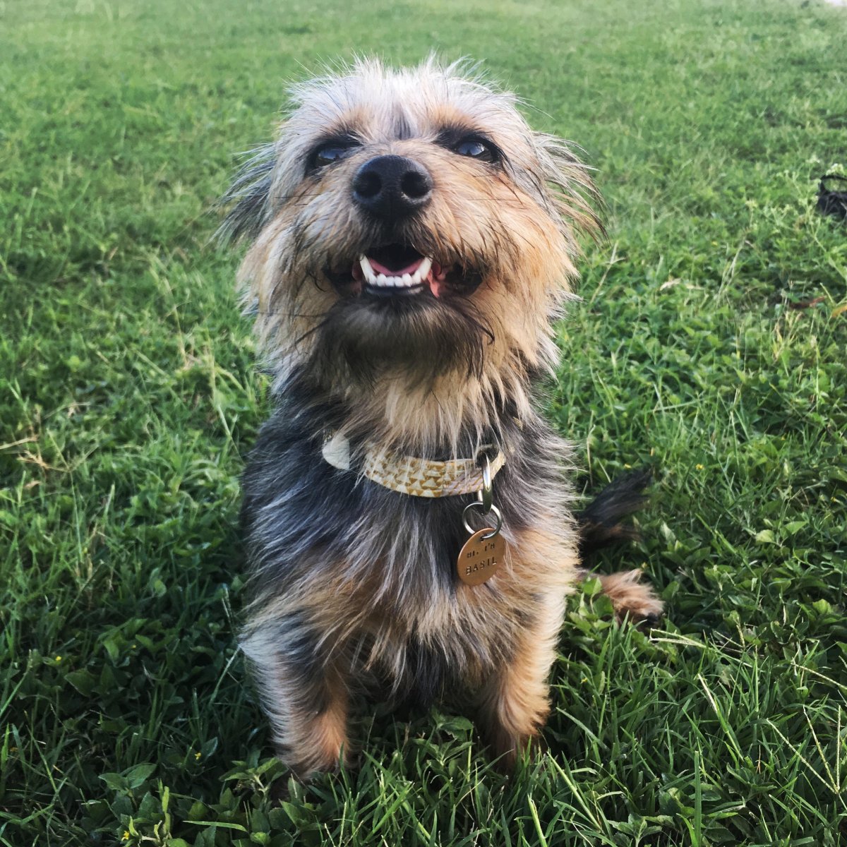 Метис таксы и йоркширского терьера