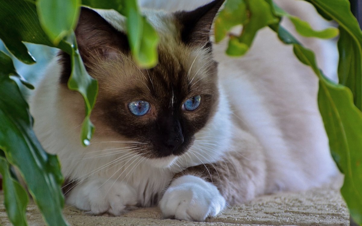 Котята Мейн кун