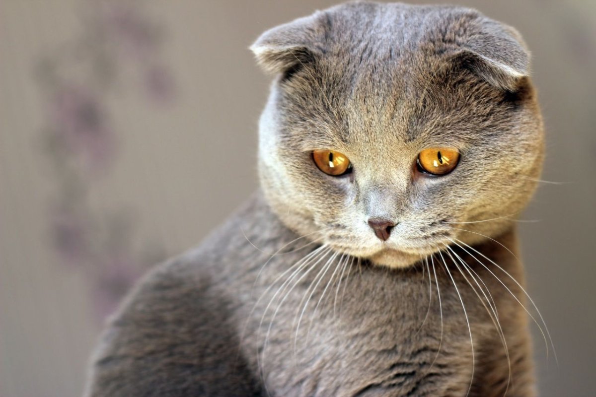 Тайская кошка