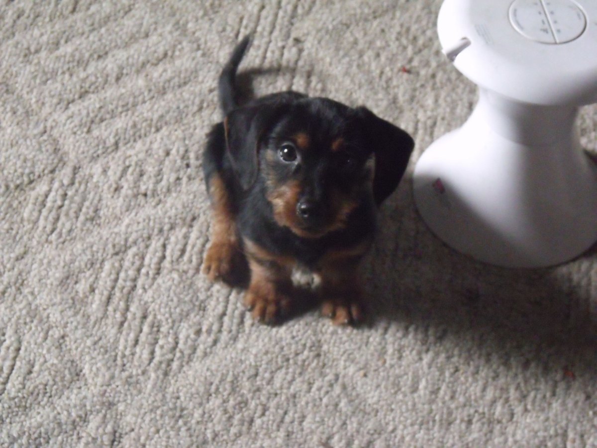 Йоркширский Рассел терьер