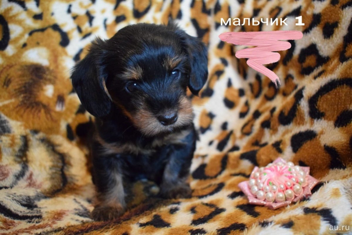 Йоркширский терьер помесь