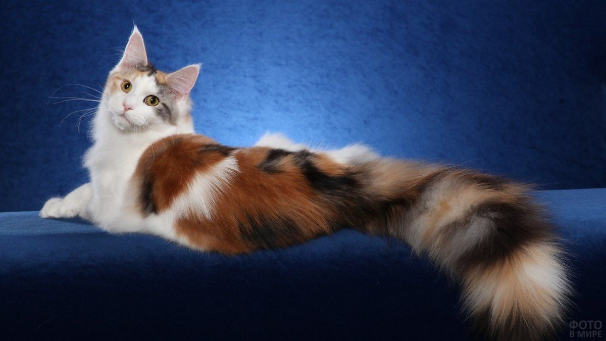 Морда кота