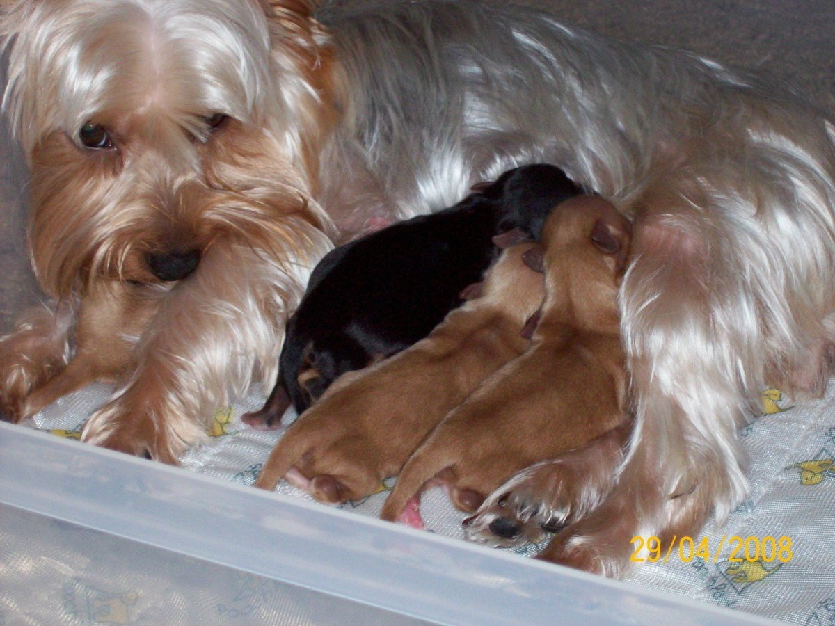 Йоркшир терьер