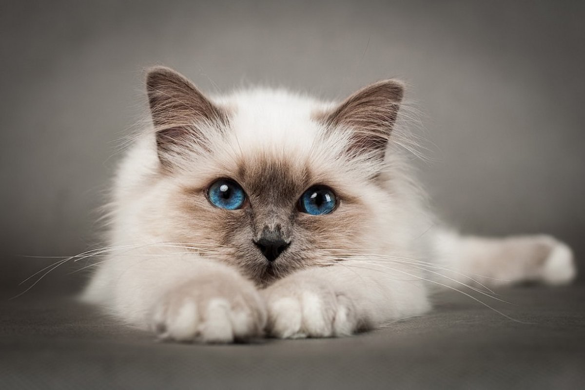 Кот Мейн кун