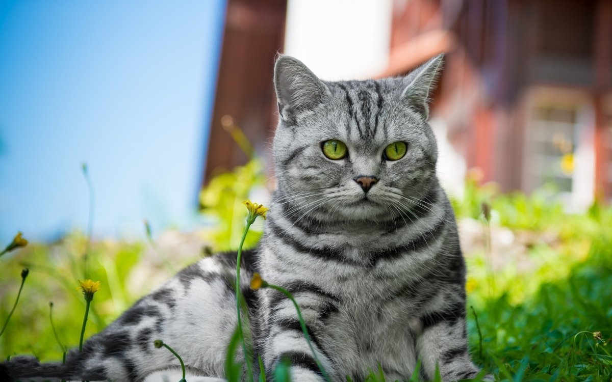 Шотландская короткошёрстная кошка серая