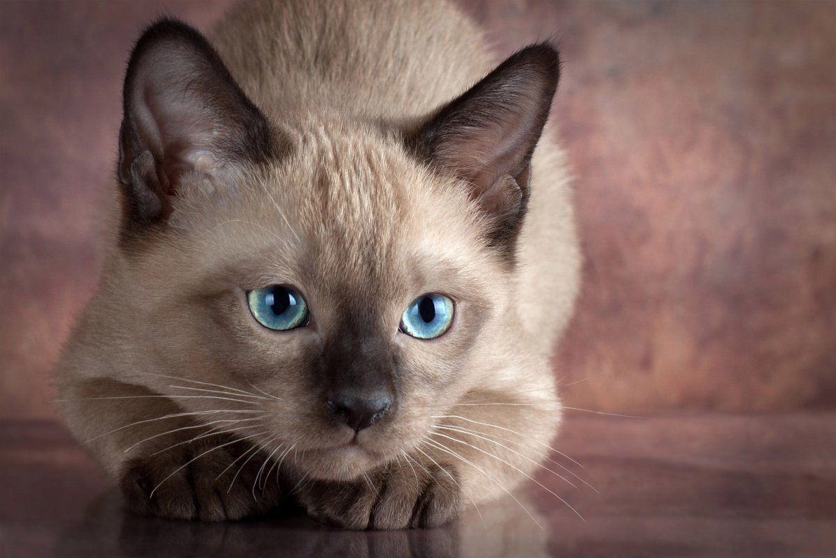 Самые красивые котики