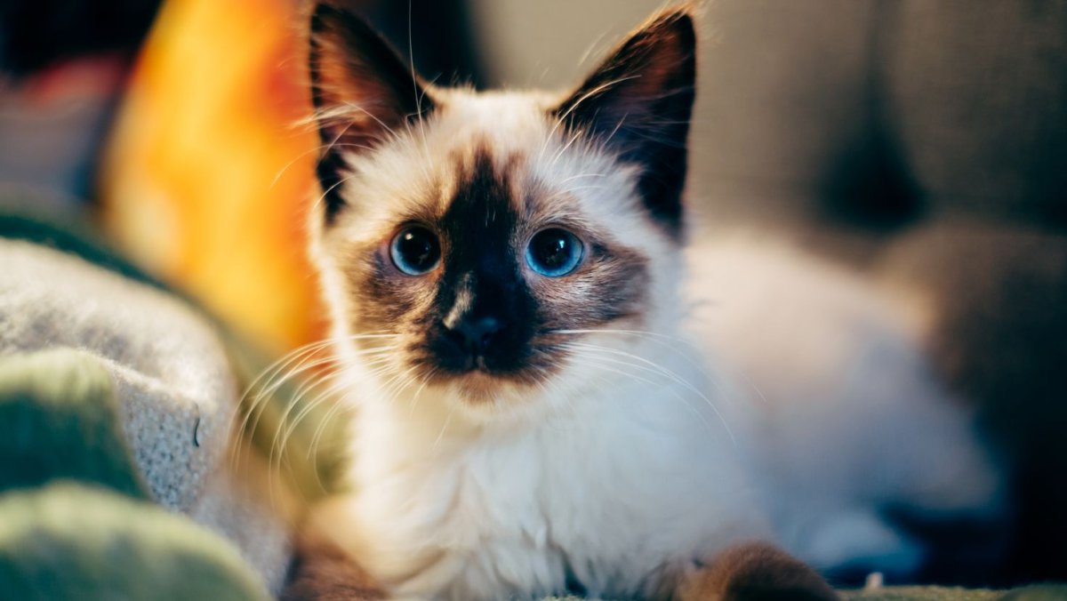Красивые кошки