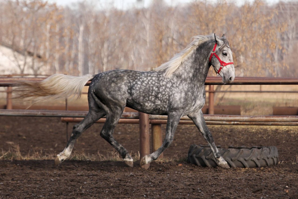 Орловский Хреновской рысак