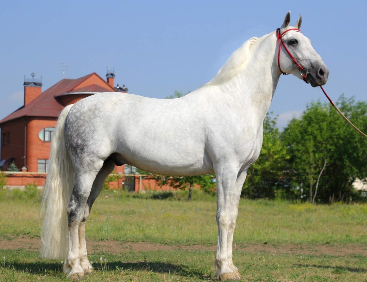 Орловский рысак кобыла
