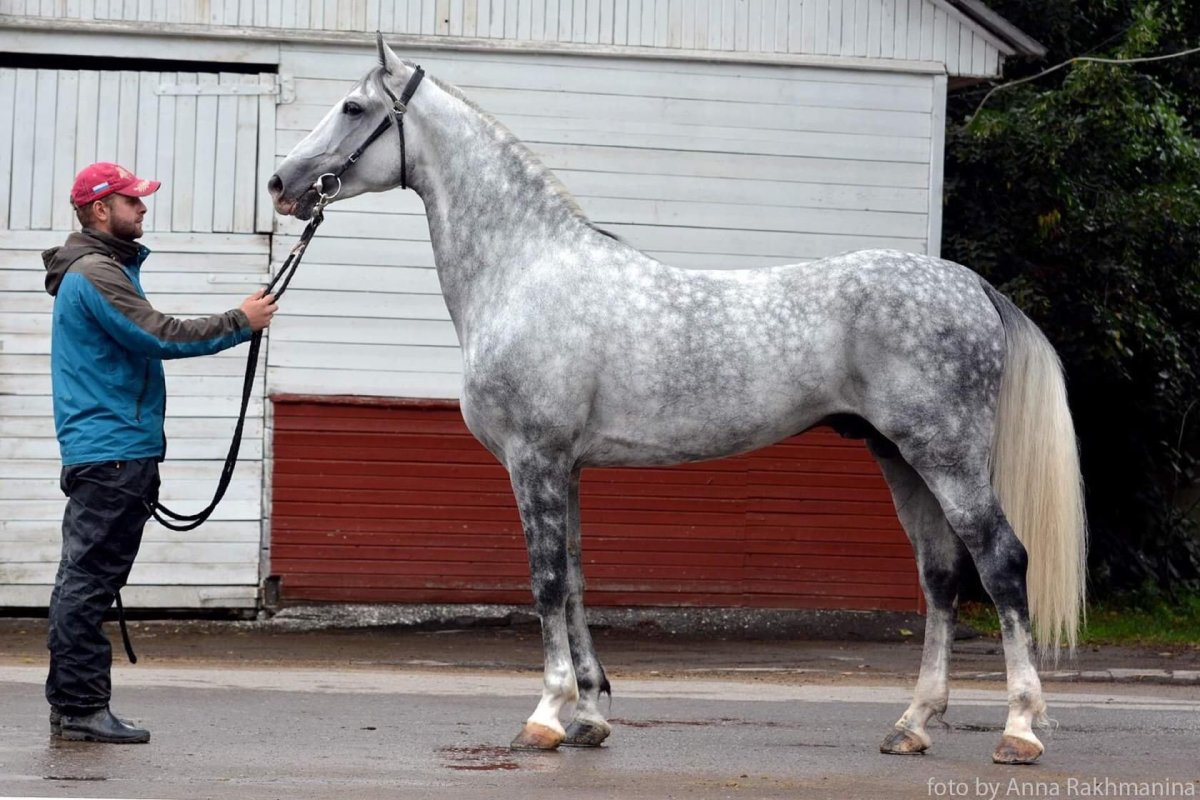 Рысаки Орловской породы
