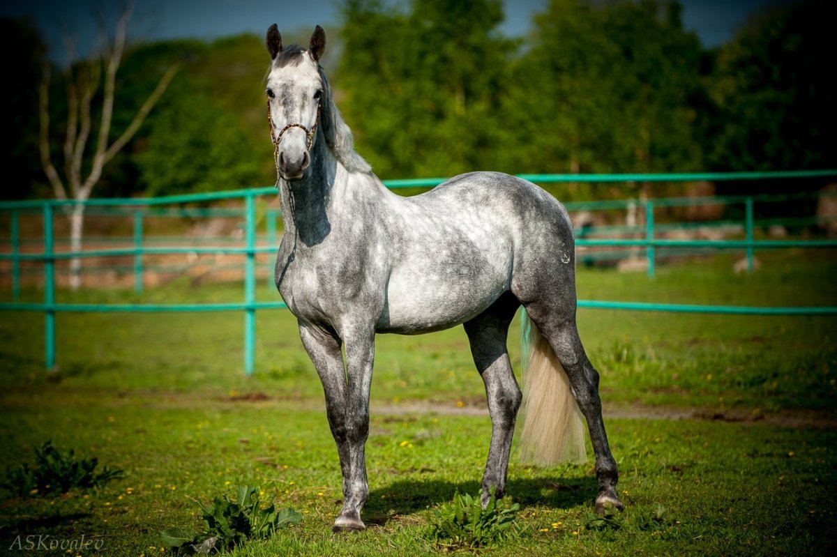 Орловский рысак