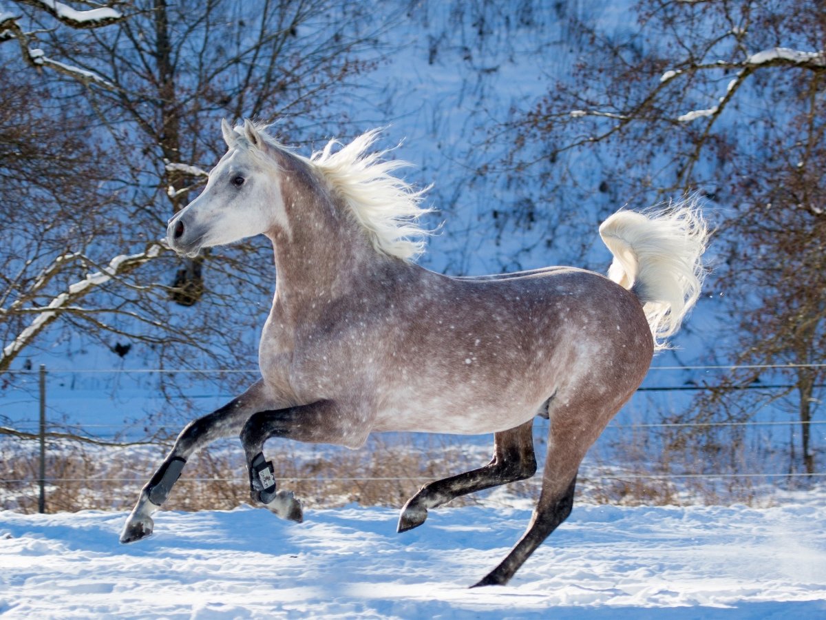 Снежная лошадь