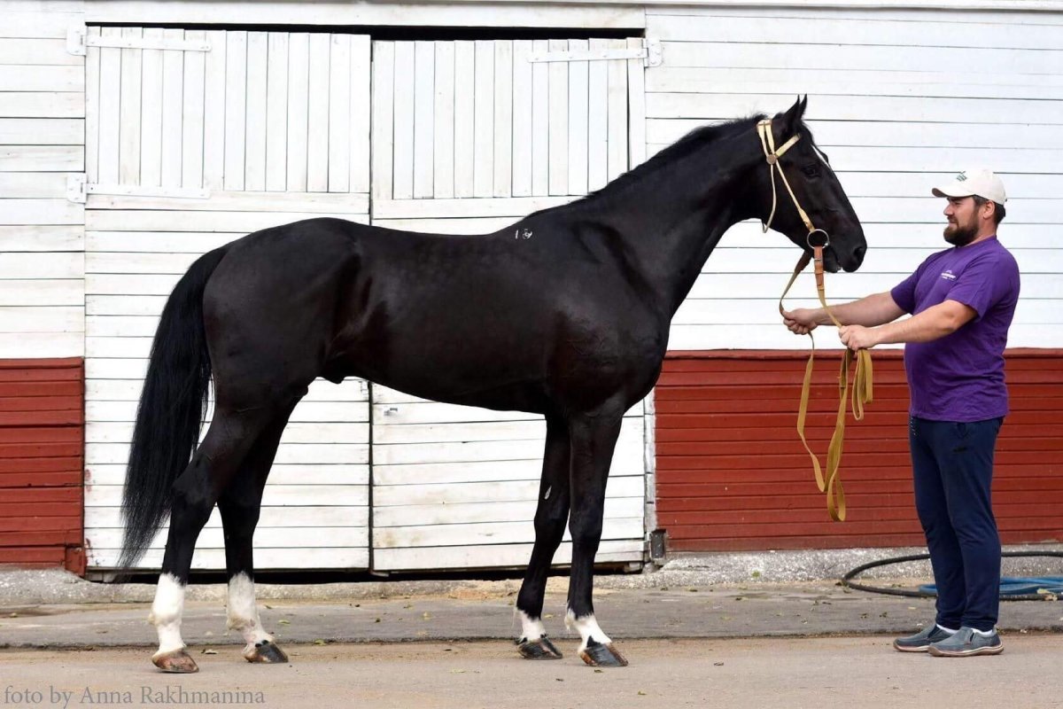 Орловский рысак Махараджа
