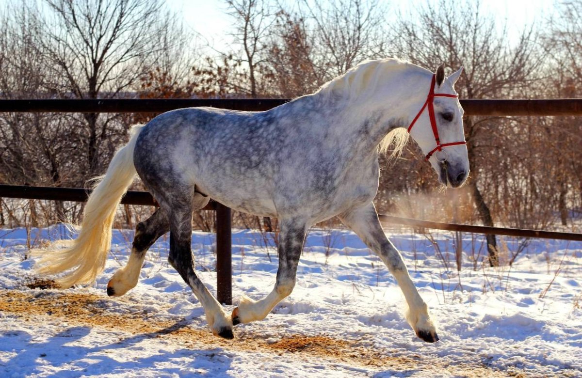 Орловский рысак (Орловская рысистая)