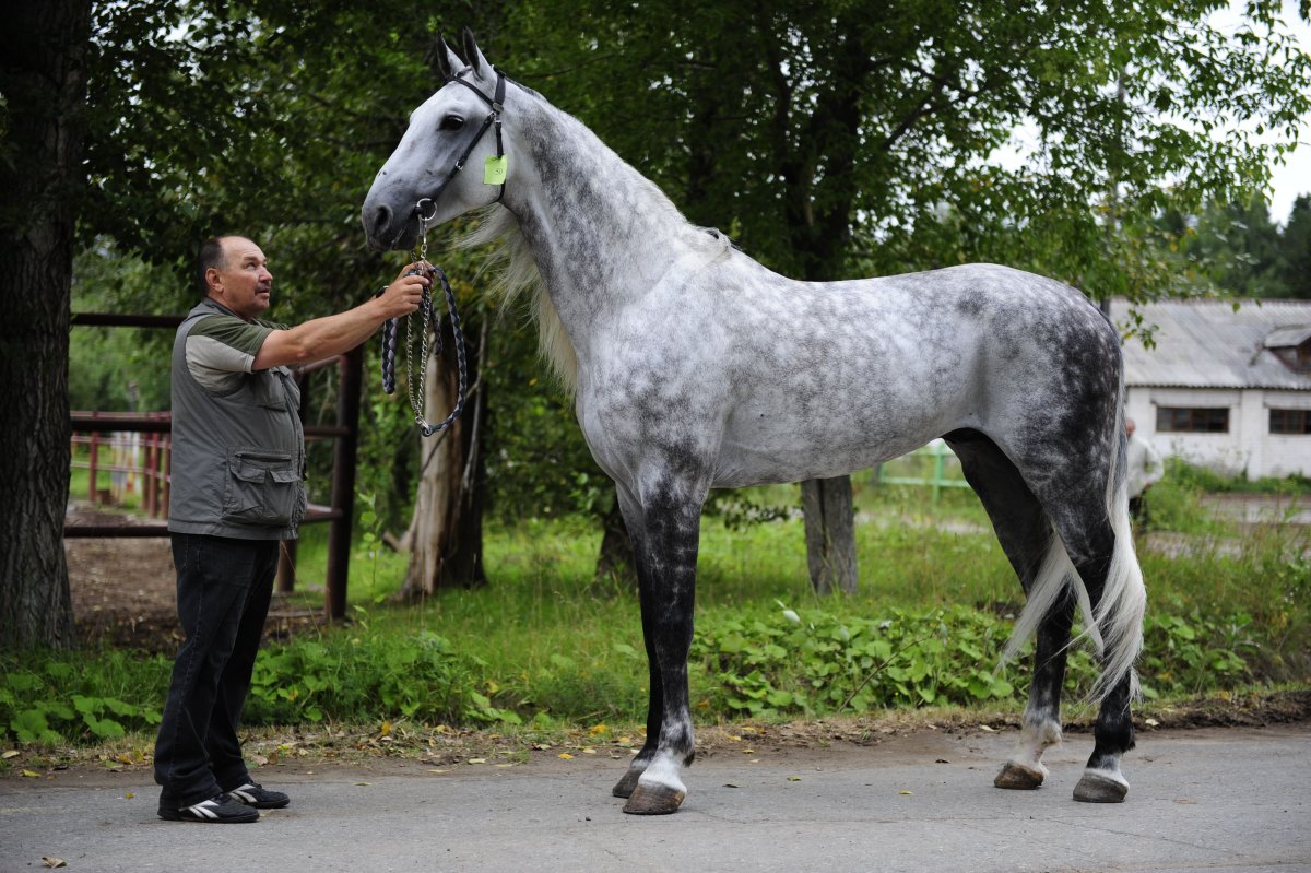 Орловский рысак масти