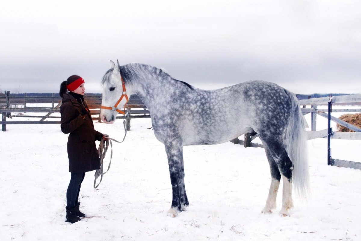 Орловский рысак кобыла