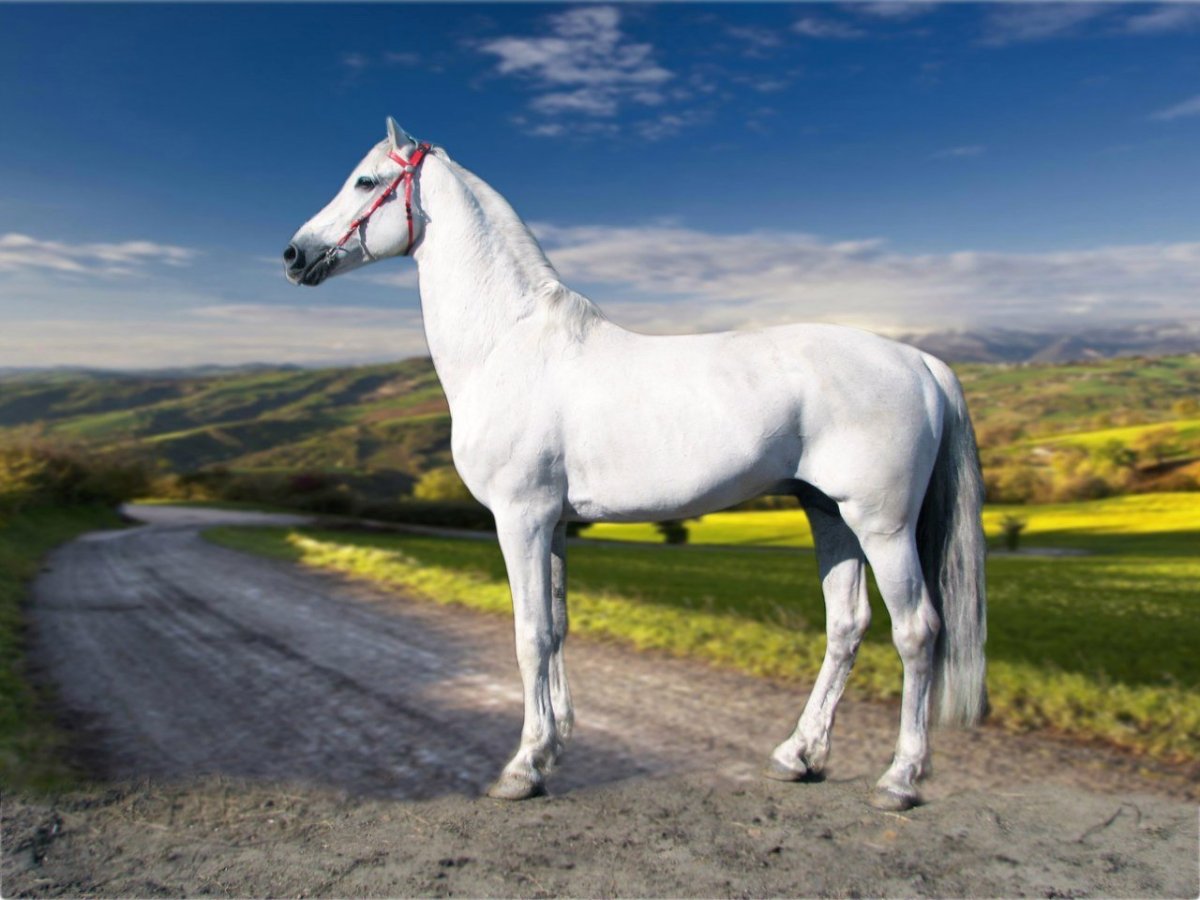 Кони Орловские рысаки