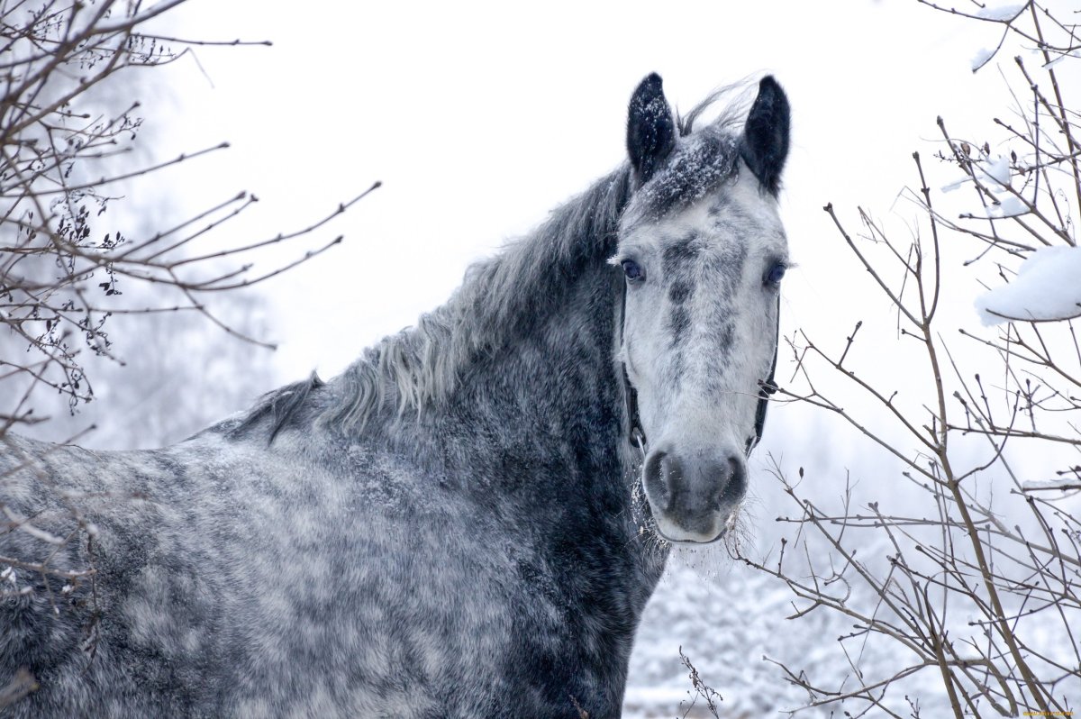 Орловский рысак кобыла