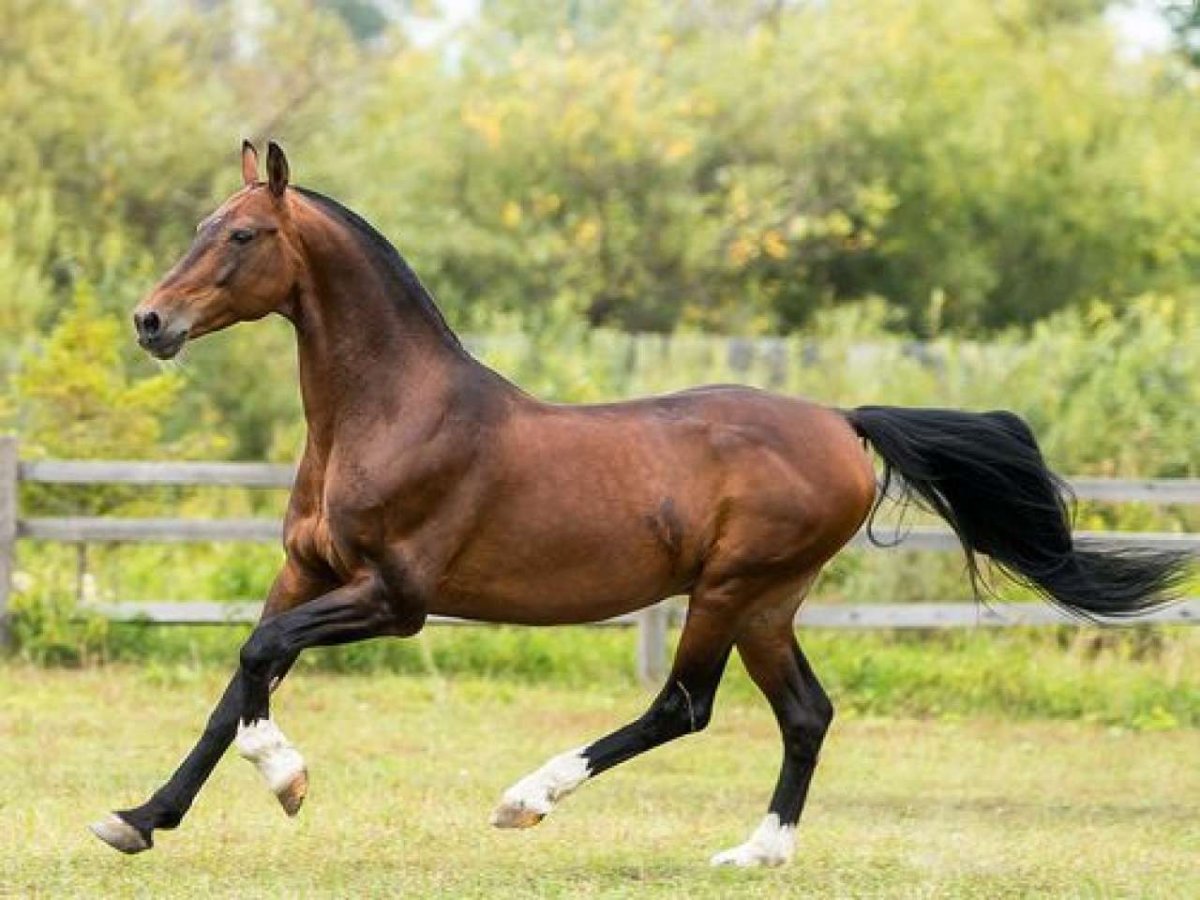 Лошадь породы Орловский рысак