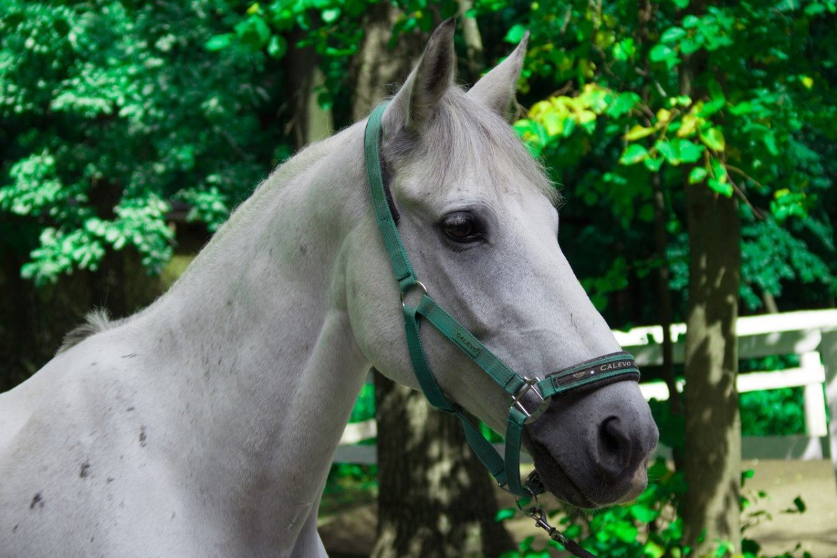 Орловский рысак