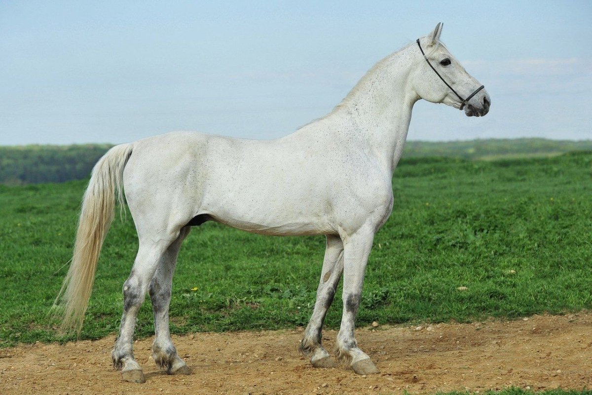 Орловская рысистая порода лошадей