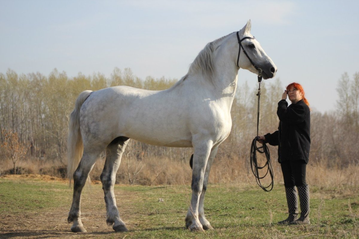 Старотипный Орловский рысак