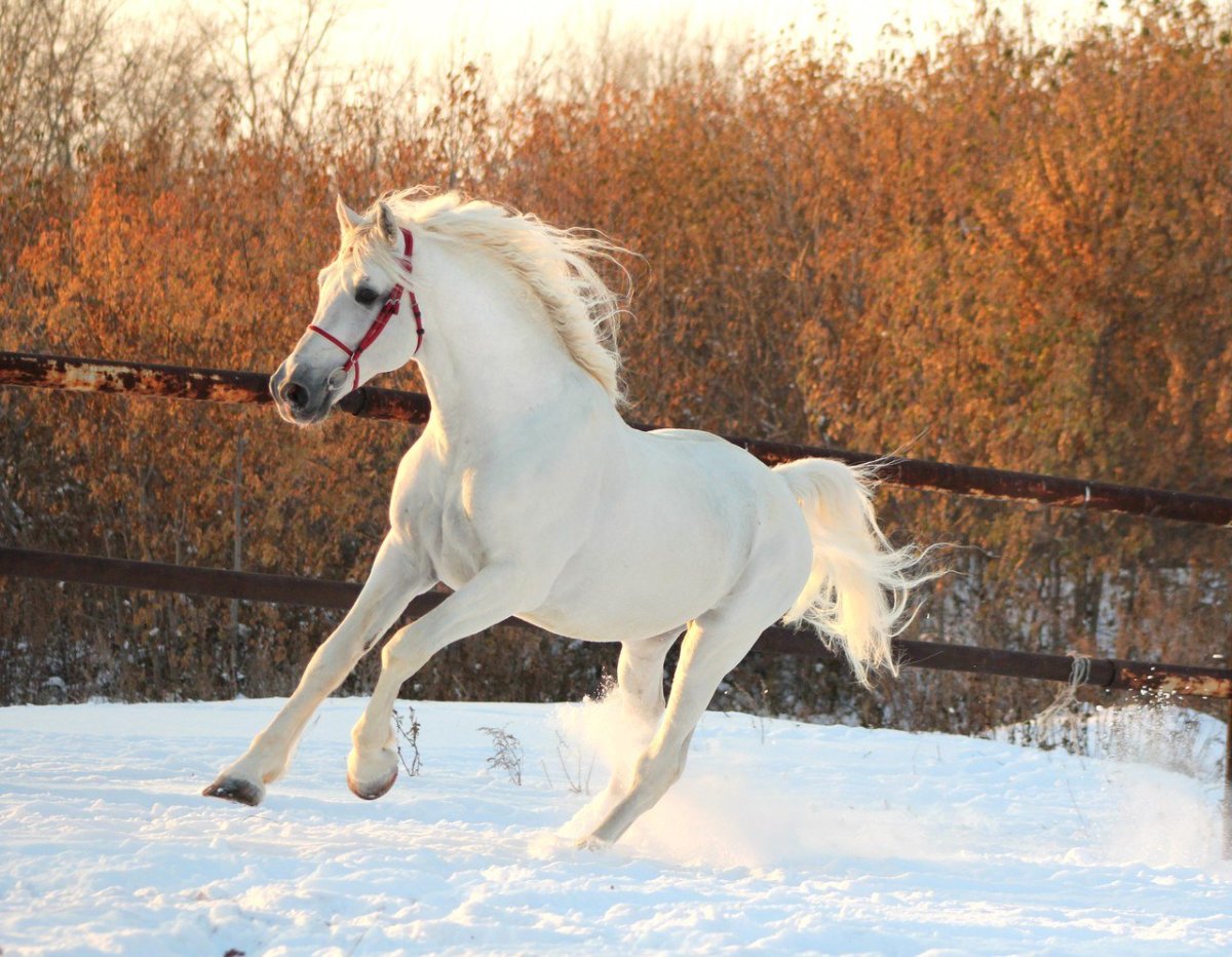Орловский рысак жеребец