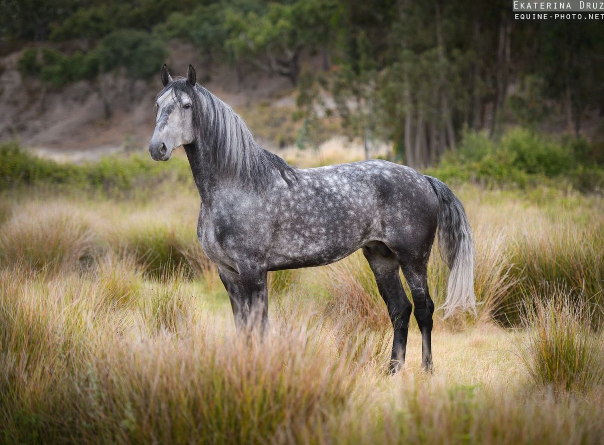 Орловский рысак масти